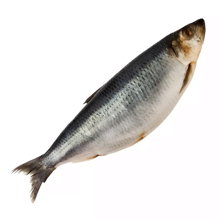 img1