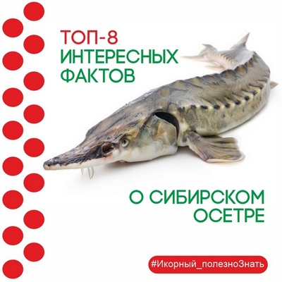 Удивительный осетр: ТОП-8 интересных фактов о нем