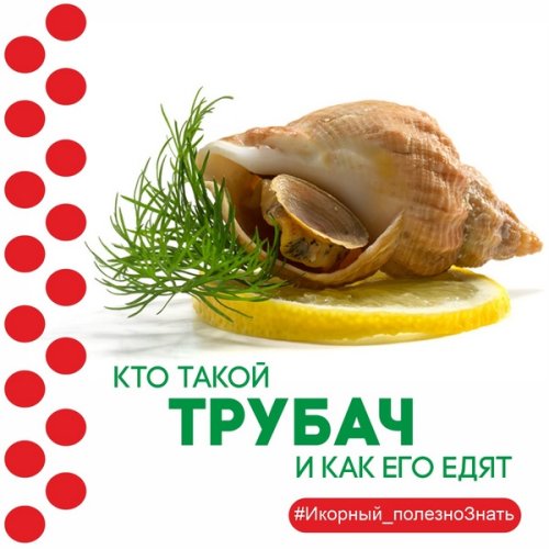 Кто такой трубач и как его едят?