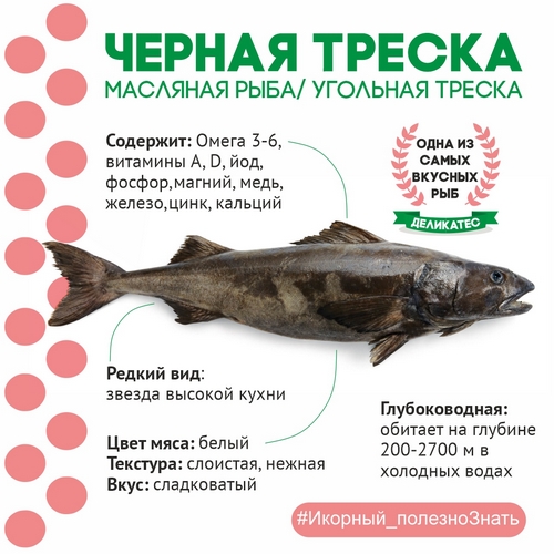 Черная треска – деликатесная масляная рыба, один из самых вкусных морепродуктов