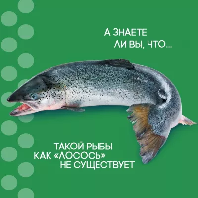 Всякая сёмга – лосось, но не всякий лосось – сёмга